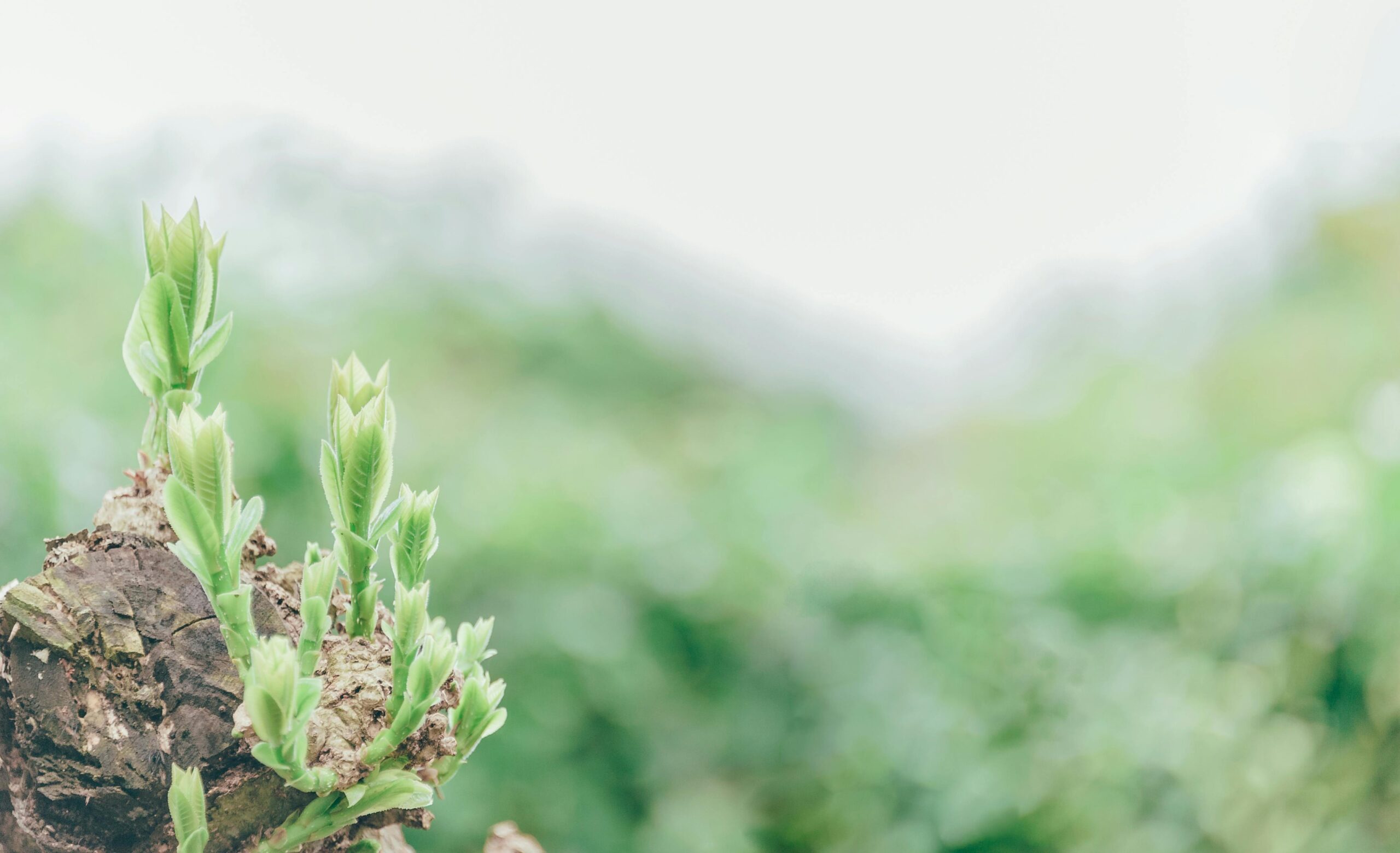 Close-up of fresh green sprouts emerging from a tree stump in a lush garden setting.