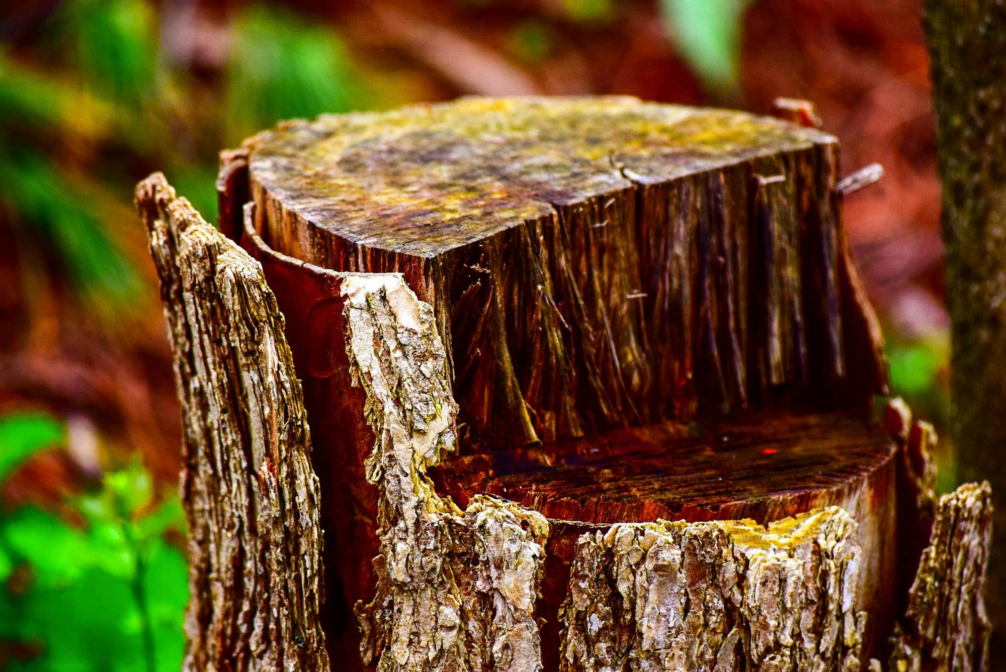 Detailed view of a tree stump with cracked bark in a forest setting.