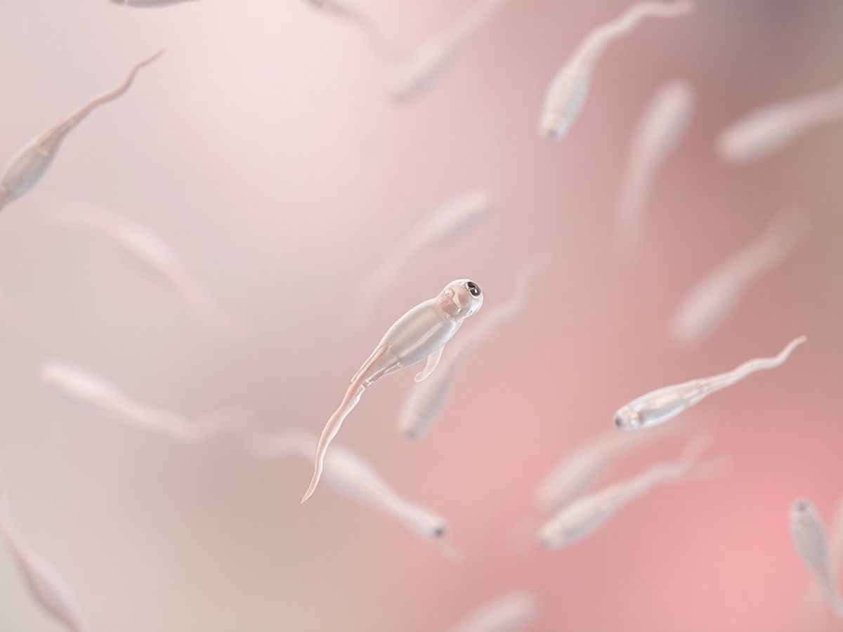 Photograph of sperm swimming in a clear fluid.