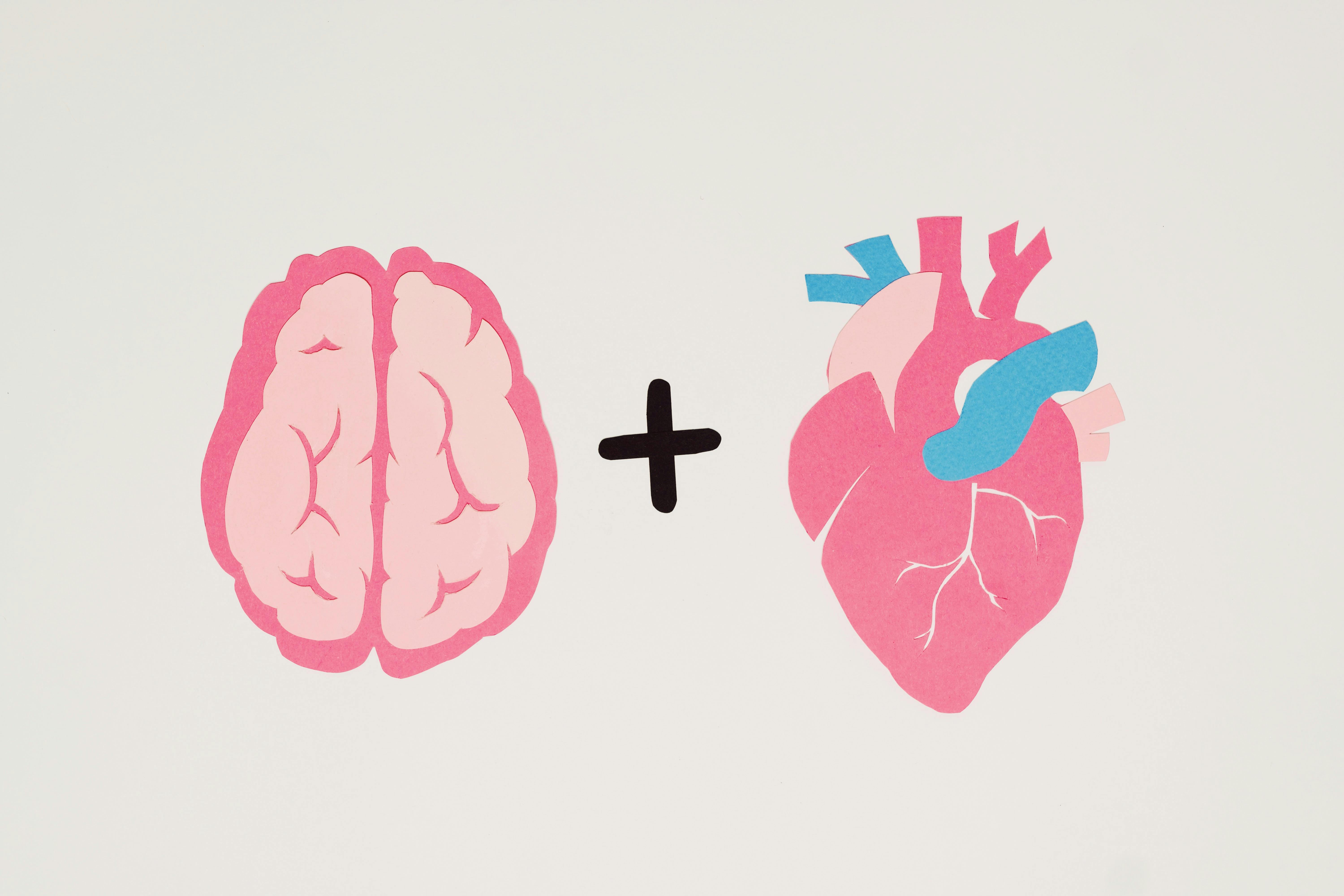 Creative art featuring a brain and heart on a white background symbolizing logic and emotion.