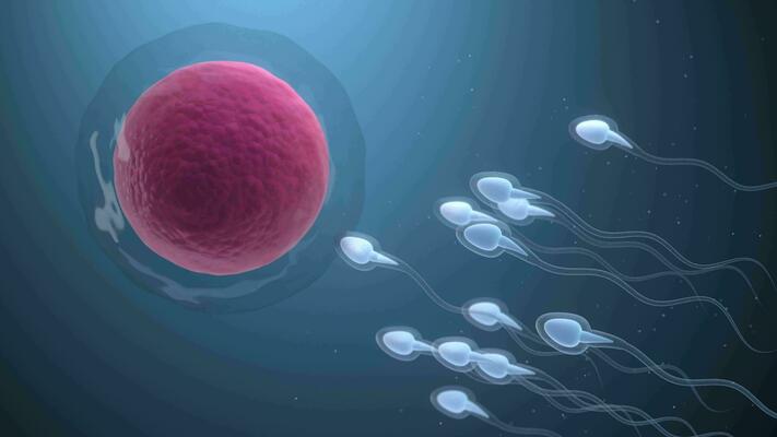 Egg Quality and Infertility: What to Look Out For